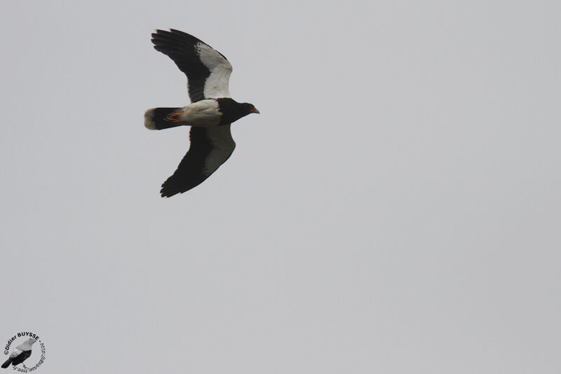 Mountain Caracaraadult, Flight