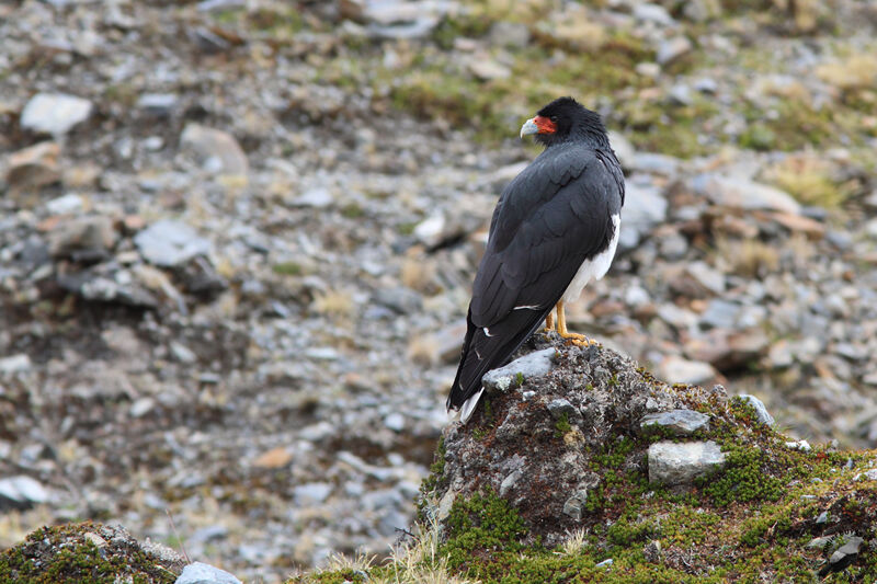 Caracara montagnardadulte, identification