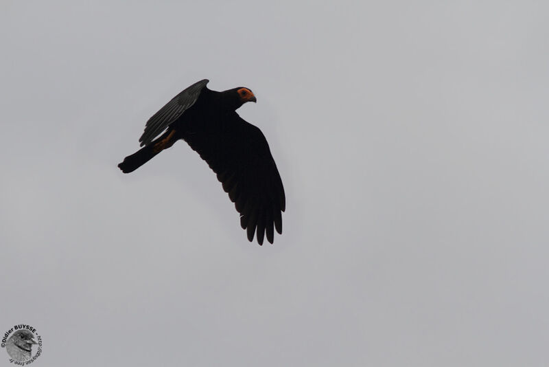 Caracara noiradulte, Vol