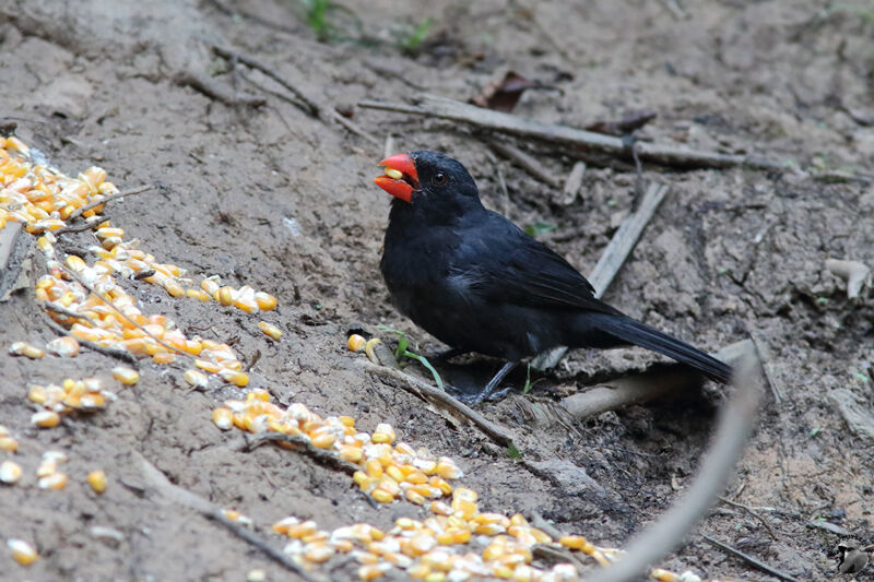 Cardinal fuligineuxadulte, identification, mange