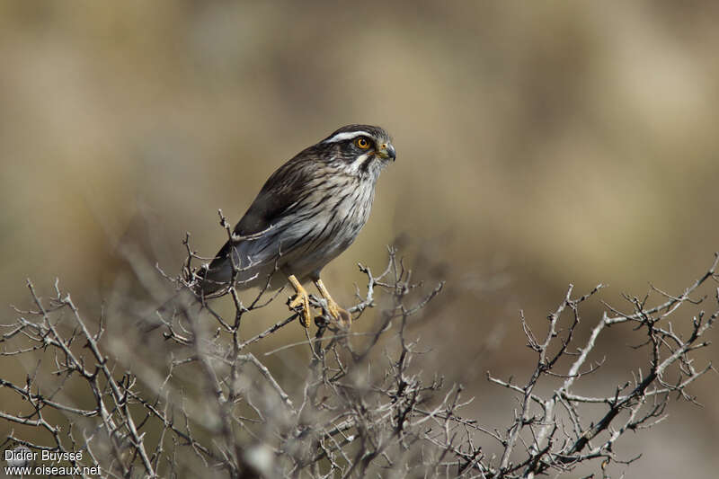 Spot-winged Falconetadult, identification