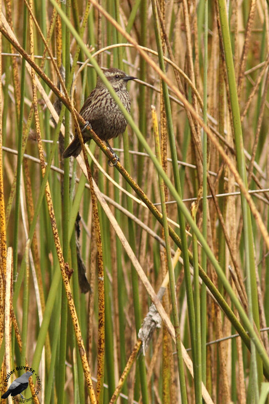 Yellow-winged Blackbirdjuvenile, identification