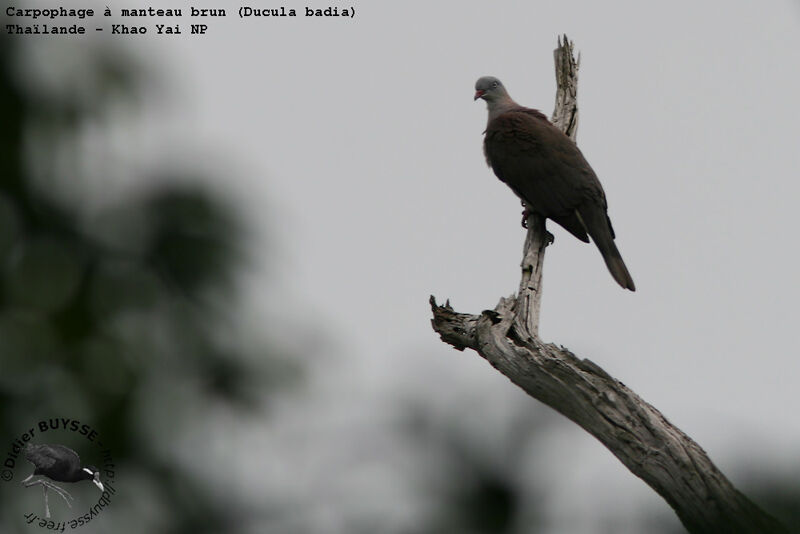 Mountain Imperial Pigeonadult