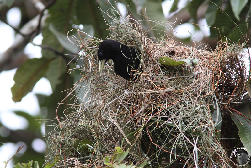 Yellow-rumped Caciqueadult, identification, Reproduction-nesting