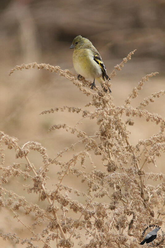 Hooded Siskin female adult, identification