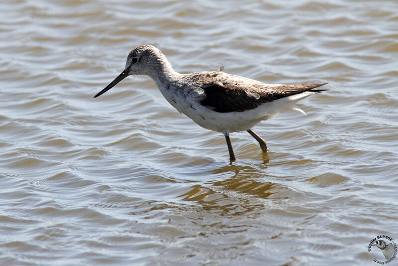 Common Greenshankadult, identification