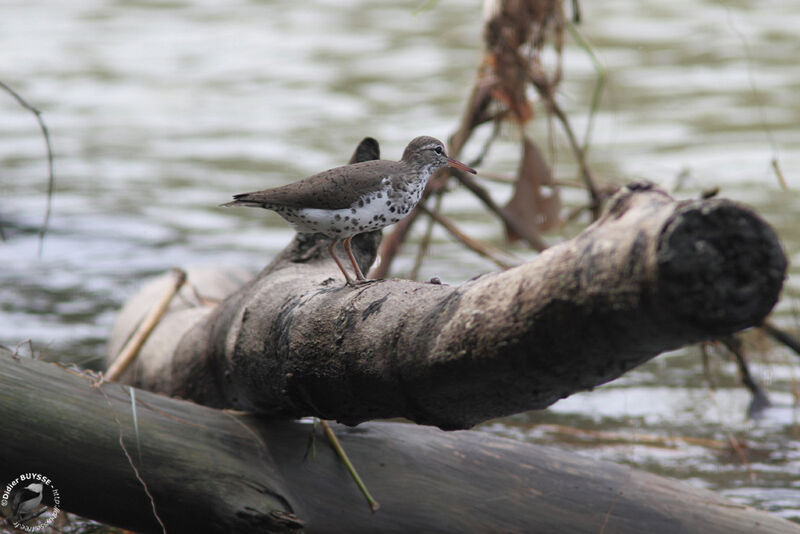 Spotted Sandpiperadult breeding, identification