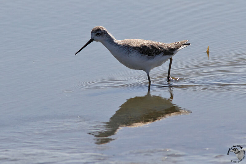 Marsh Sandpiperadult post breeding, identification