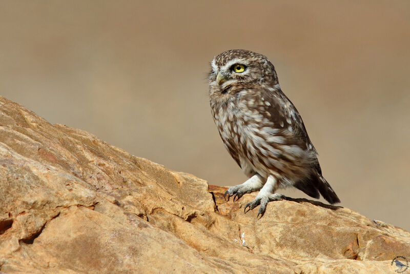 Little Owl