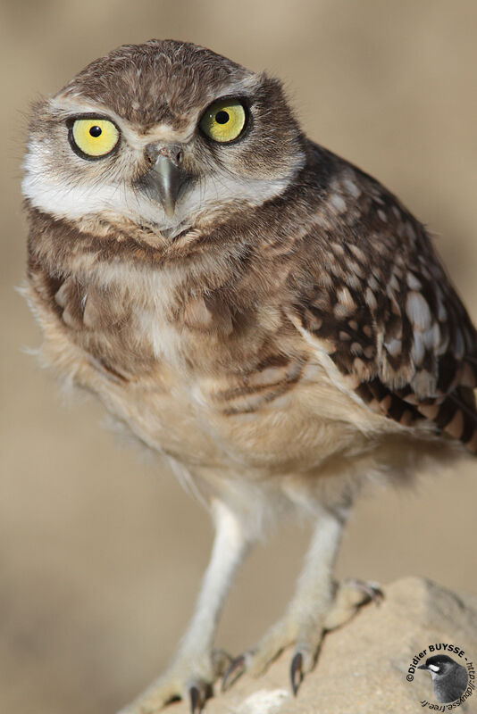 Burrowing Owl, identification