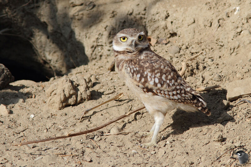 Burrowing Owl, identification