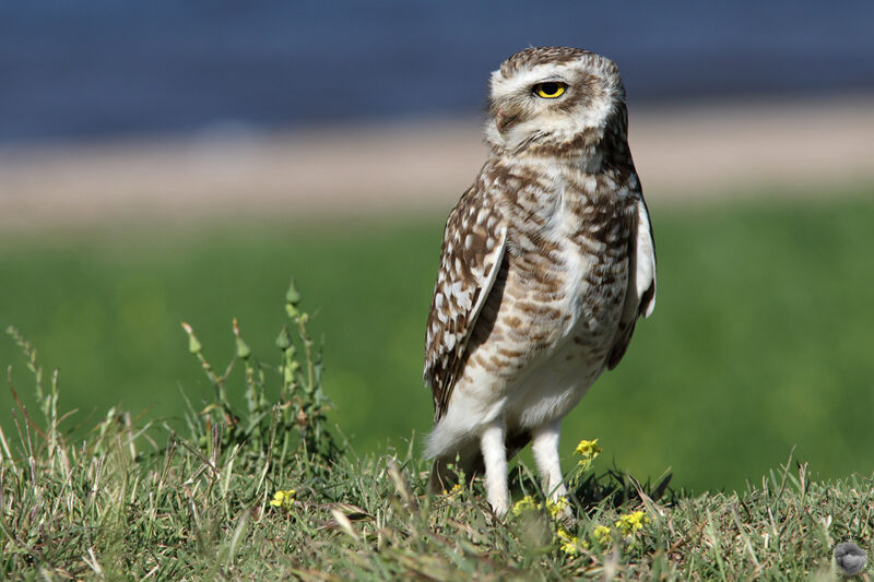 Burrowing Owladult, identification