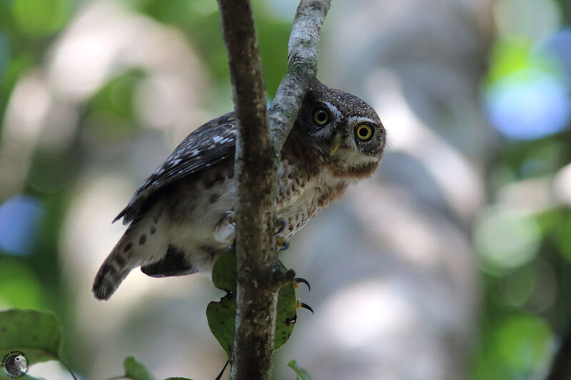 Cuban Pygmy Owladult, identification