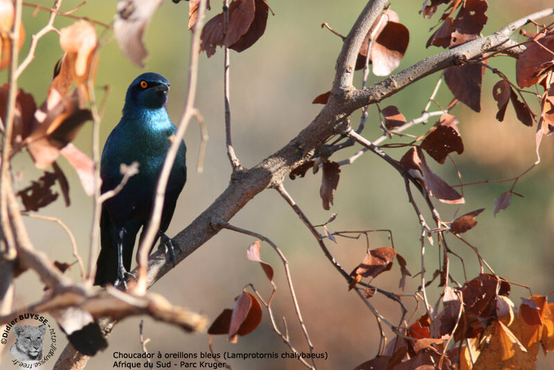 Greater Blue-eared Starling