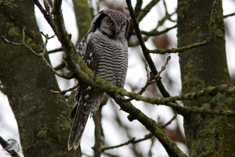 Northern Hawk-Owladult, identification