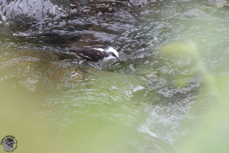 White-capped Dipperadult, identification, Behaviour