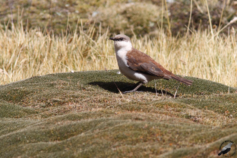 White-bellied Cinclodesadult, identification