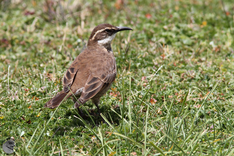 Cinclode du paramoadulte, identification