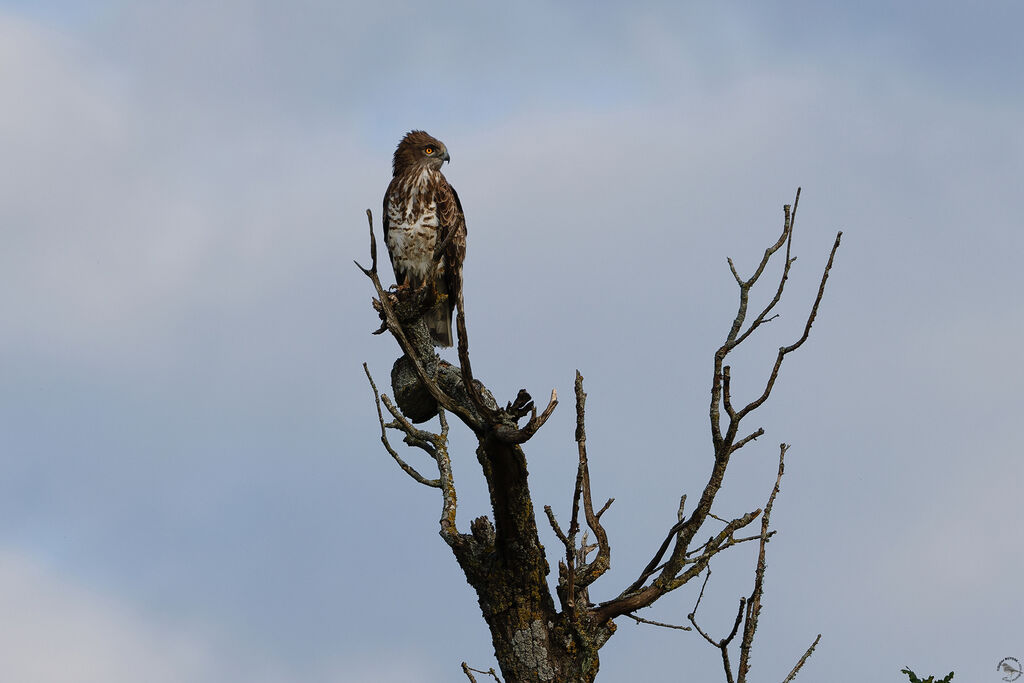 Circaète Jean-le-Blanc