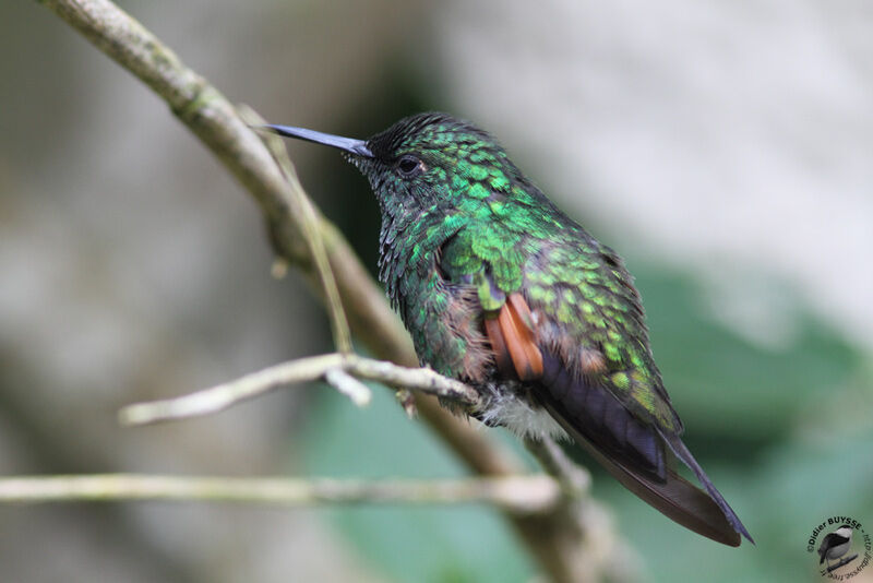 Colibri à épaulettes mâle adulte, identification