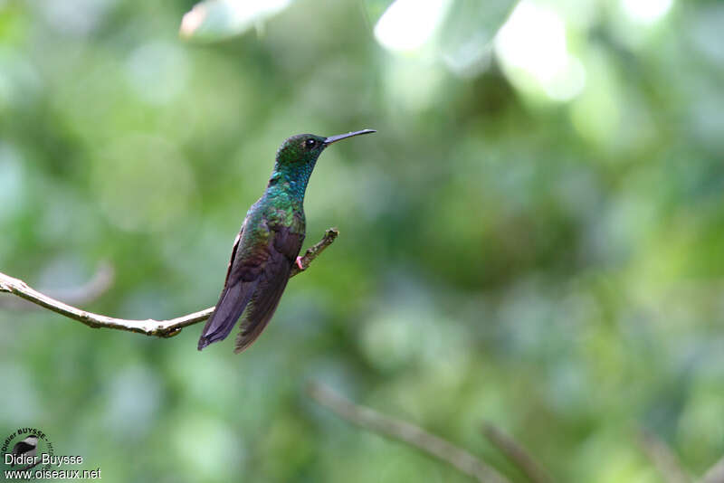 Bronze-tailed Plumeleteer male adult breeding, identification