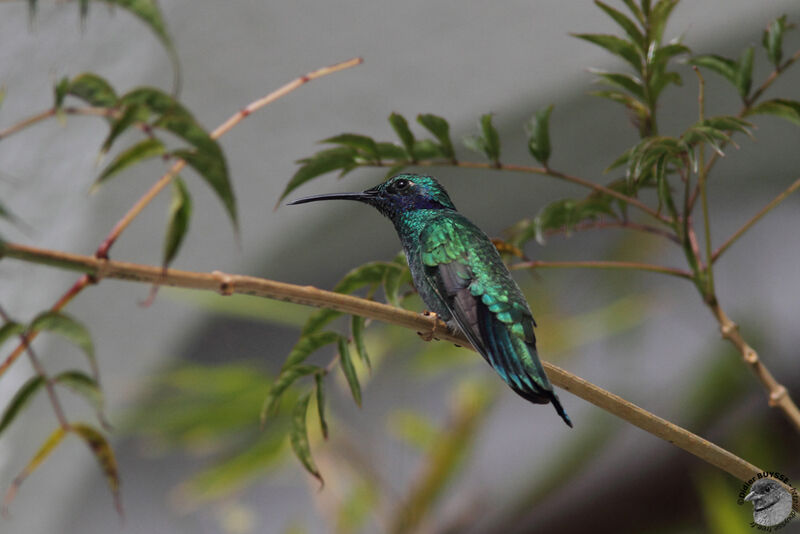 Colibri anaïsadulte, identification