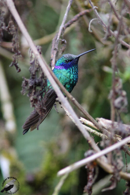 Colibri d'Anaïs