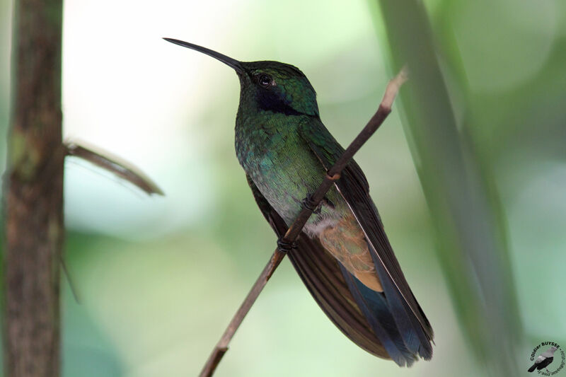 Colibri d'Anaïs