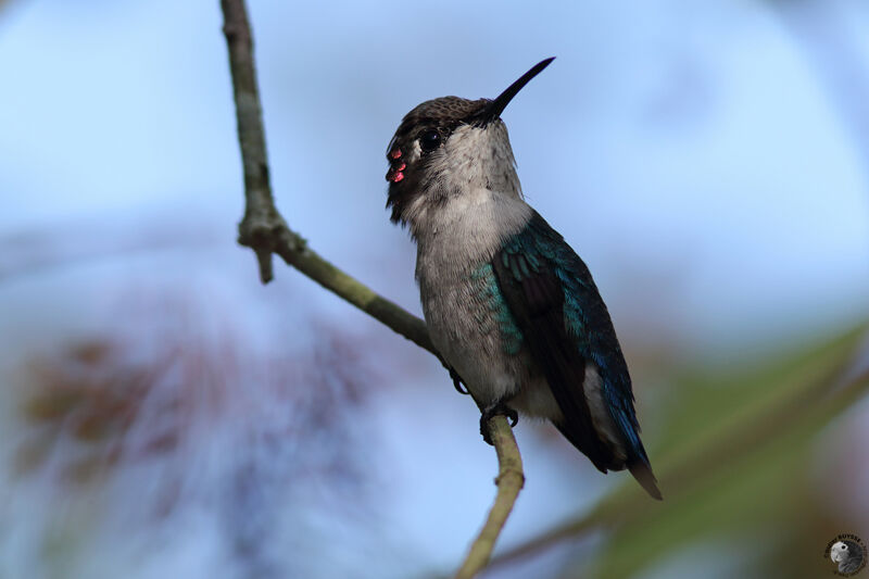 Colibri d'Elena