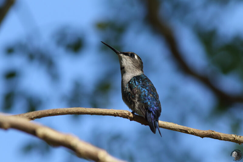 Bee Hummingbirdadult post breeding, identification