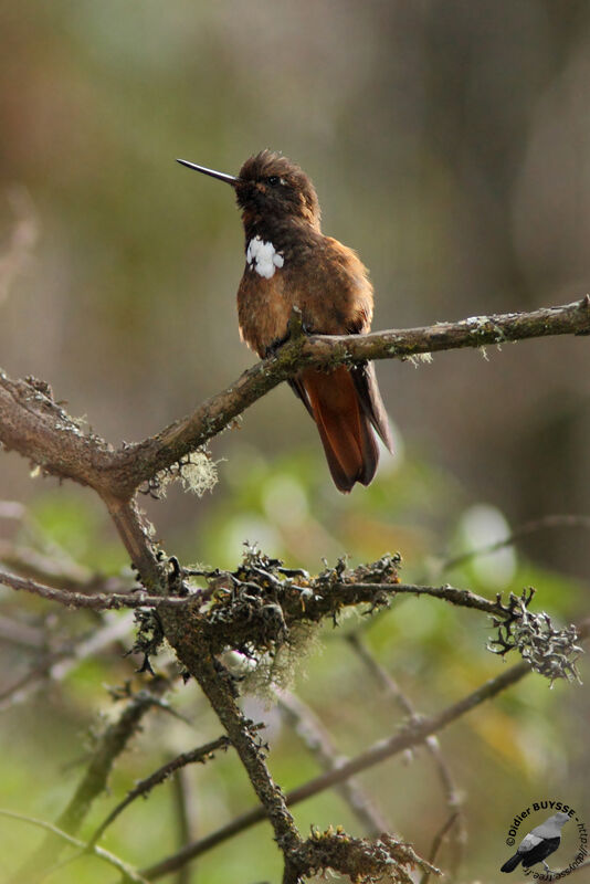 Colibri de Castelnau