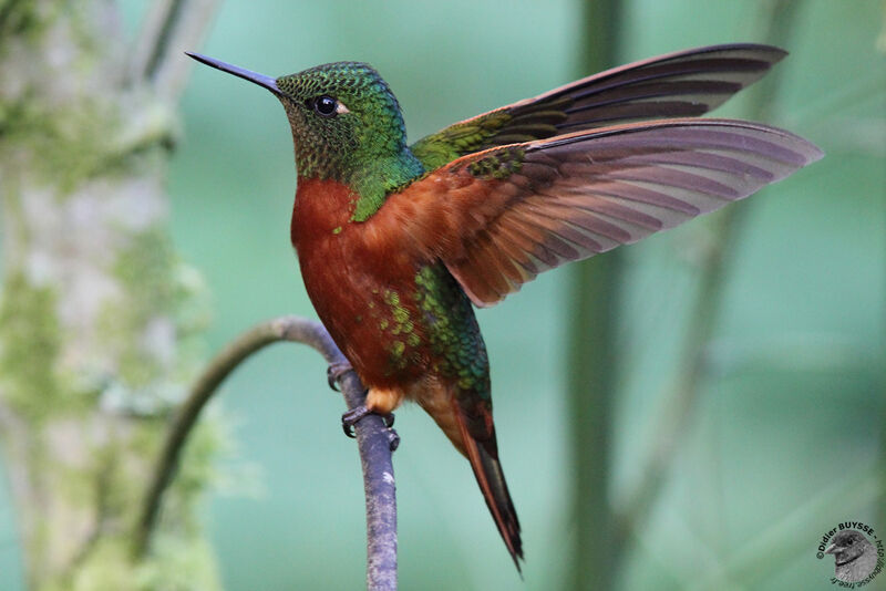 Chestnut-breasted Coronet male adult, identification, Behaviour