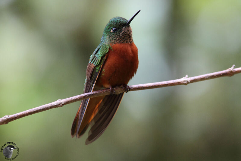 Colibri de Matthewsadulte nuptial, identification