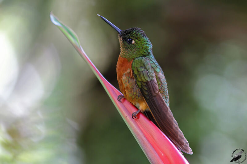 Chestnut-breasted Coronetadult, identification