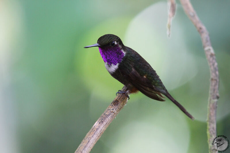 Colibri de Mitchell mâle adulte, identification