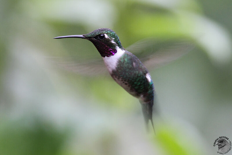 White-bellied Woodstar male adult breeding, identification, Flight, Behaviour