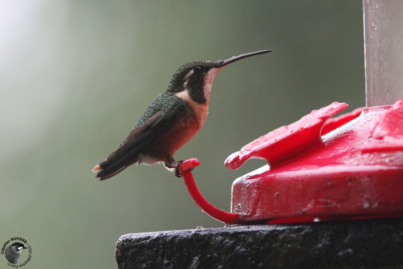 White-bellied Woodstar female adult, identification