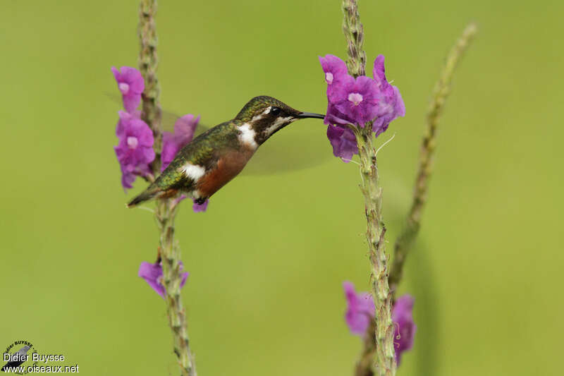 White-bellied Woodstar female adult, pigmentation, Flight, eats