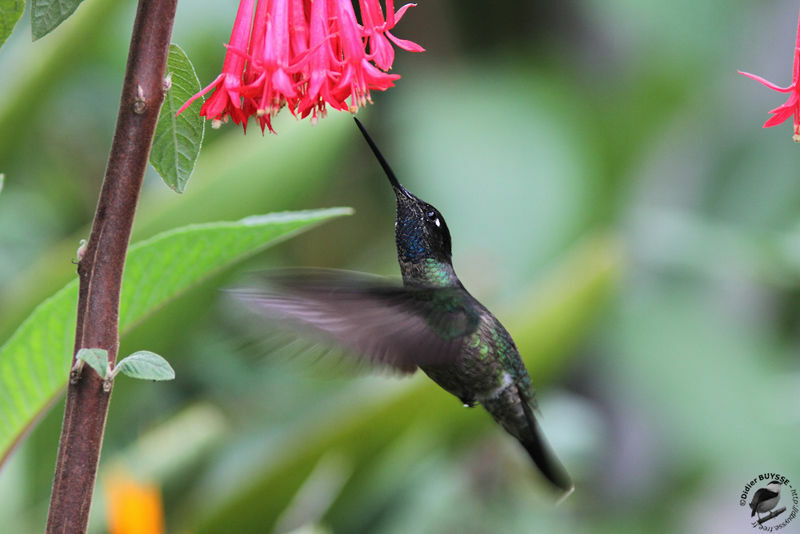 Rivoli's Hummingbird