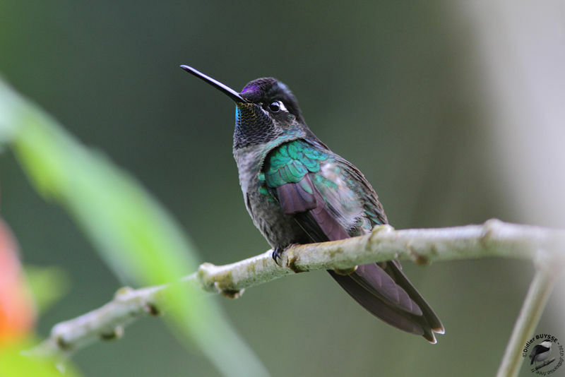 Colibri de Rivoli mâle, identification