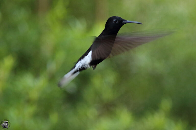 Colibri demi-deuiladulte, Vol