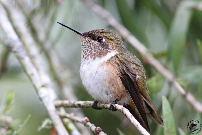 Colibri flammule femelle adulte, identification