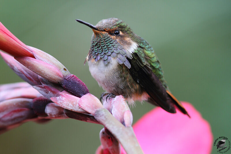 Colibri flammule mâle adulte