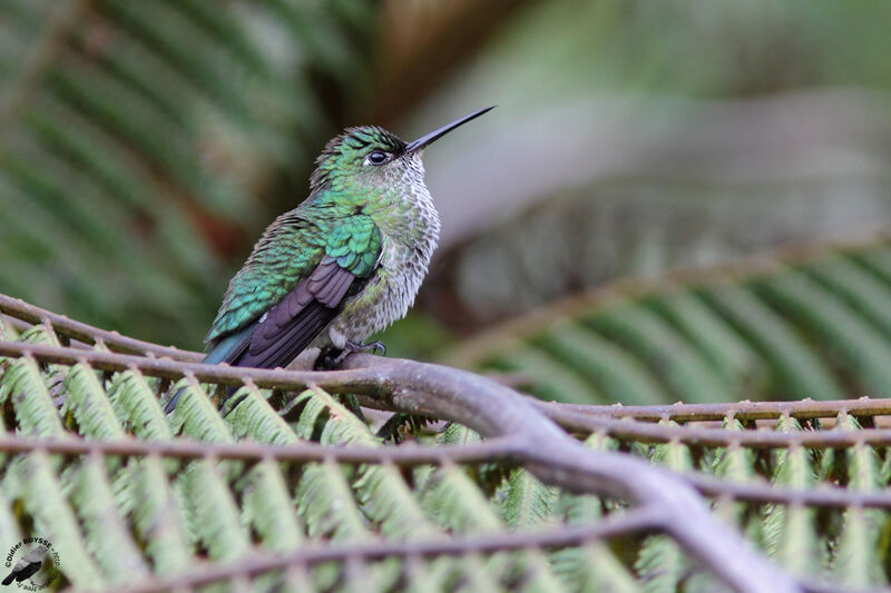 Many-spotted Hummingbirdadult, identification