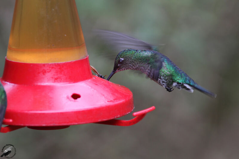 Colibri griveléadulte, Vol