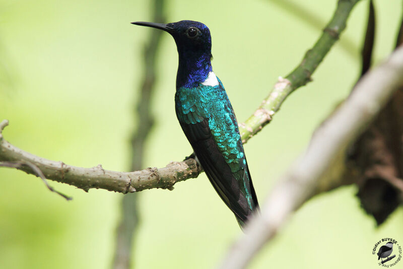 White-necked Jacobin male adult, identification