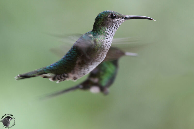 White-necked Jacobin female adult, Flight