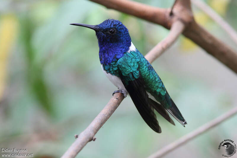 Colibri jacobin mâle adulte nuptial, identification