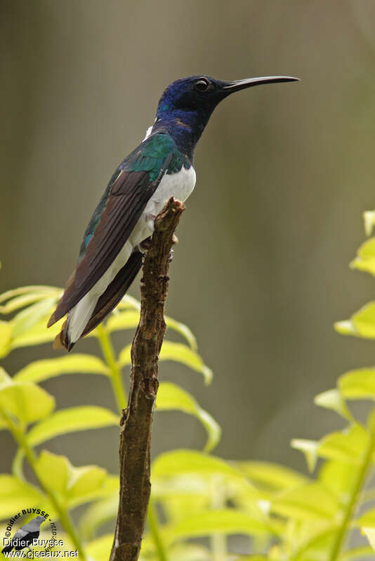 White-necked Jacobin male adult, identification