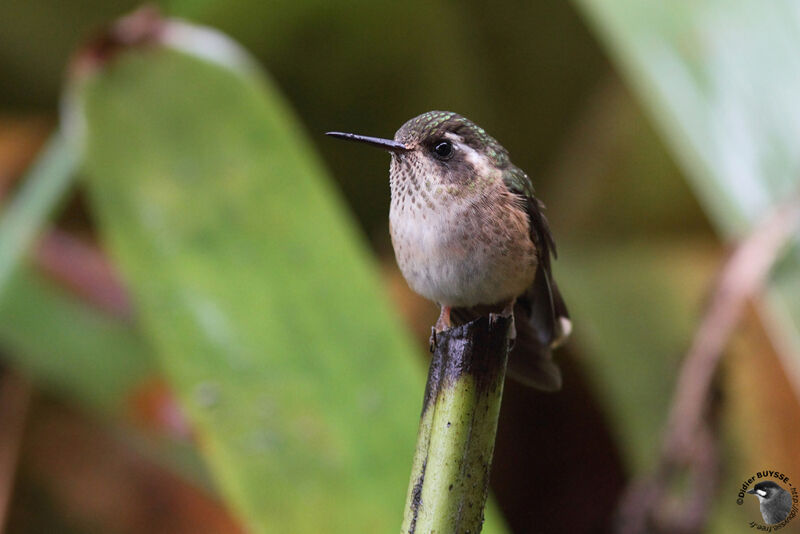 Colibri mouchetéadulte, identification